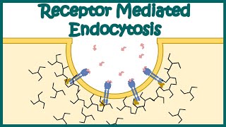 Receptor mediated endocytosis  Detailed Animation on Receptormediated Endocytosis Endocytosis [upl. by Akeemat558]