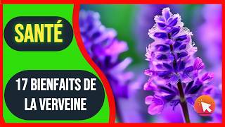 Bienfait de la verveine  plante medicinale [upl. by Donal]