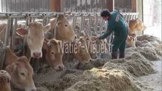 Vaccination de vaches Blonde dAquitaine [upl. by Naziaf]