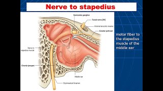 Nerve to stapedius and its supply to Stapedius muscle [upl. by Eico223]