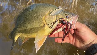 Wimmera River Yella’s Patience pays off [upl. by Draillih]