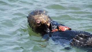 Wild sea otter eating a large crab  大きなカニを食べるラッコ [upl. by Atikkin]