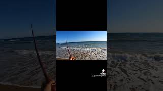 SURFCASTING 8TATTOO DORADA CON GALERA [upl. by Tymothy]