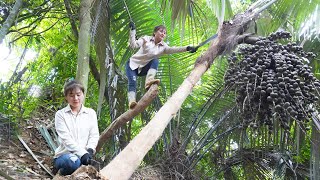 Process of producing wine from wild coconut tree trunks  Primitive way of making wine [upl. by Lugar]