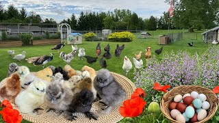 Organic Chicks Care Essentials Tips on Selling Chicks amp Hatching Egg Colorful Egg Collection [upl. by Oad824]