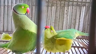 Green Parrot Mating Call [upl. by Ricki]