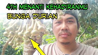 DURIAN berbunga ini yang bikin bahagia kita intip seperti apa bunganya [upl. by Boorman580]