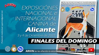 EXPOSICIÓN INTERNACIONAL CANINA DE ALICANTE 2022 [upl. by Fried344]