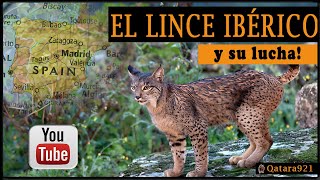 EL LINCE IBÉRICO y su lucha documental educativo [upl. by Sabian]