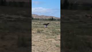 Shocking Eagle Attacks on Humans You Wont Believe [upl. by Elleraj528]