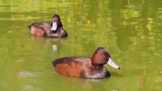 Southern pochard Netta erythrophthalma brunnea [upl. by Tse]