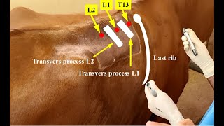 Paravertebral nerve block of a cow by blocking the 13th thoracic nerve and the 1st two lumbar nerves [upl. by Anitsyrc157]