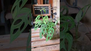 planting monstera adansonii purely in water from cuttings their roots grow rapidly jandabolong [upl. by Vanthe174]