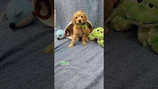 Adorable Goldendoodle Puppy [upl. by Airretal]