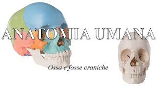 Ossa del cranio fosse endocraniche ed esocraniche  Anatomia Umana [upl. by Ecienaj]