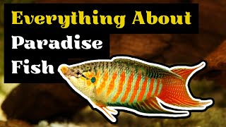 Paradise Fish Care Paradise Gourami Tank Mates Breeding Tank Size and Feeding Info [upl. by Franciskus503]