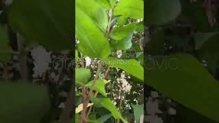 deutzia fuzzy shortvideo garden flowers nature [upl. by Nnylyram]