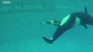 Câmera capta último nascimento de bebê orca em cativeiro no SeaWorld [upl. by Laehcym865]