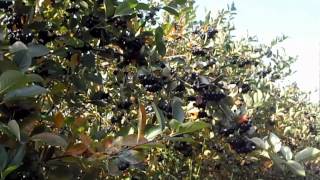 Aronia  uprawa i nowe zagrożenia [upl. by Zetneuq]