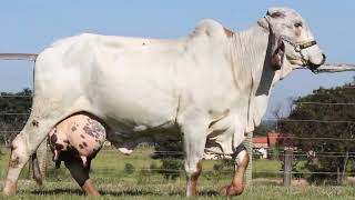 LOTE 25 FARRISTA CELESTINO DOS IPES IPES 894 [upl. by Arretak]