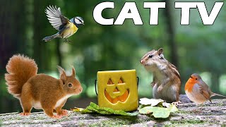 TV FOR CAT 📺😻 Squirrel And Bird Visit Bird Feeder 🐿🦜 Relaxing Bird Sounds 🌿🌸 Relax Your Cat CAT TV [upl. by Atekin]