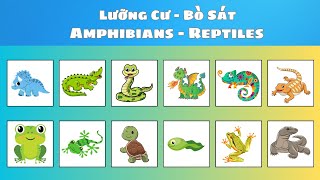 The Animal World for Kids  Amphibians  Reptiles  Oh Vui Kids [upl. by Novek]