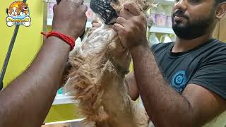 Lhasa Apso Puppy Grooming Full Groomig  Pet Grooming In Kolkata  Lhasa Apso Dog Grooming Styles [upl. by Novoj]