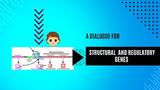 structural genes and regulatory genes class 12 NCERT [upl. by Akeirahs338]