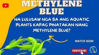 Methylene Blue  Expirement sa aquatic plants [upl. by Atiuqcaj422]