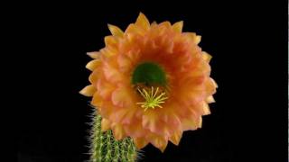 Trichocereus Hybrid Bol x Akersia x First Light Cactus Timelapse [upl. by Goltz]