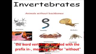 Vertebrates and Invertebrates  Kent English Videos [upl. by Newlin294]