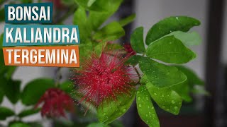 Bonsai Kaliandra Calliandra Tergemina Var Emarginata [upl. by Datnow26]