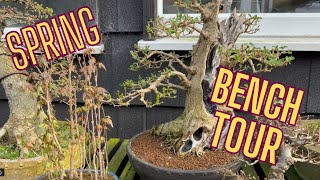 🌸 SPRING BONSAI BENCH TOUR 🌿 [upl. by Shanahan]