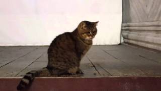 Gli the Hagia Sophia Cat  Part 1 [upl. by Templas]