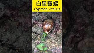 採石花菜🪸撿阿拉伯寶螺🐚漁村日常🏝️ 石花菜 寶螺 gelidium cypraeaarabica [upl. by Yanaton]