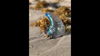 What is a Portuguese Man o WarCan you touch a Man O WarWhat happens if you pop a man o war [upl. by Ycrad]