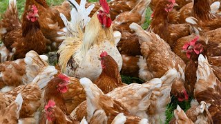 Grave concerns new avian flu strain will arrive in Australia [upl. by Nwhas]