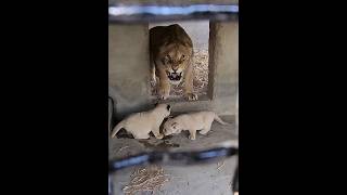 Dangerous Lioness Protecting Little Cubs  Nouman Hassan [upl. by Daly]