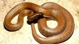 10 Most Venomous Snakes [upl. by Pape741]