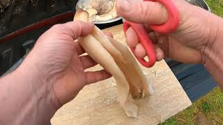 How to clean Geoduck and Horse Clams [upl. by Afinom]