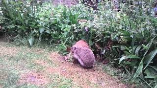 Hedgehog builds a nest in my garden [upl. by Seldun]