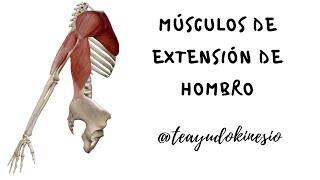 Biomecánica Músculos extensores del hombro miocinética [upl. by Elbart631]