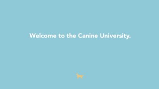 Canine University Intro [upl. by Nosirrag99]