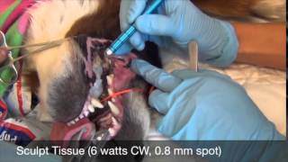 Oral Epulis  Veterinary Laser [upl. by Mcadams]