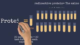 Nirenberg and Matthaei’s and Nirenberg and Leder’s Experiments [upl. by Silsbye811]