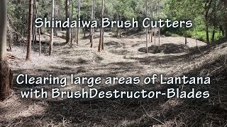 Clearing Large Areas of Lantana with Shindaiwa Brushcutters amp BrushDestructor Blades [upl. by Iatnohs]