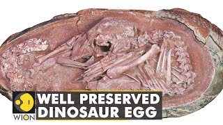 Fossilized Dinosaur Eggs Unearthed in S China [upl. by Igiul331]