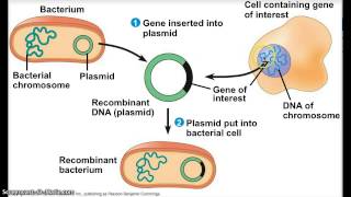 transgenic bacteria [upl. by Berry]