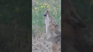 Golden Jackal Howling [upl. by Asirram989]