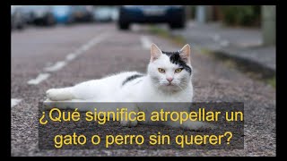 Que significa atropellar un gato o un perro sin querer significado espiritual [upl. by Aitra]